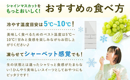 【先行予約】シャインマスカット 秀品 約2kg(3-7房) 日本フルーツ《2026年6月中旬-8月末頃出荷》熊本県 菊池市 ぶどう ブドウ 果物 フルーツ スイーツ デザート ギフト ご贈答