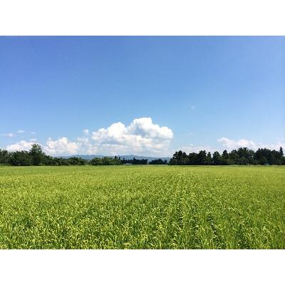 ふるさと納税 飯豊町 飯豊米　つや姫　白米10kg(精米)令和7年産 |  | 01