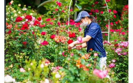 花巻温泉バラ園 オリジナル品種「オリンピアローズ2020」新苗　＜2024年6月より随時発送＞【914】