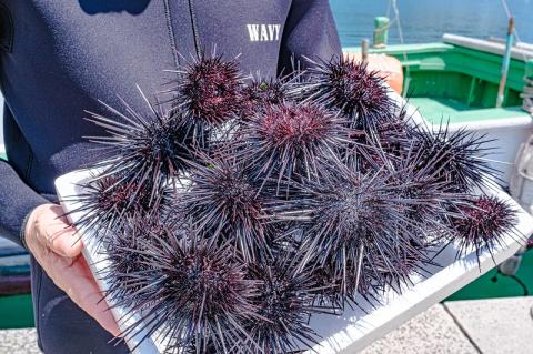 (1412) 瓶詰めウニ 天然 ムラサキウニ 最高級 4本セット 60g×4本 合計240g 長門市