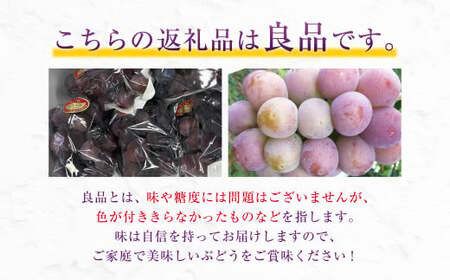 ニューピオーネ（良） 2kg ぶどう 葡萄 フルーツ 果物 岡山県 岡山県産 2025年 先行予約 【2025年9月上旬-9月下旬発送予定】