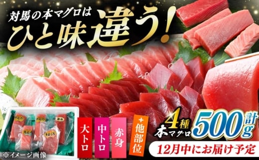 【12月中にお届け】対馬産 生 本マグロ 500g （赤身、中トロ、大トロ）《対馬市》【対海】[WAH025-12]