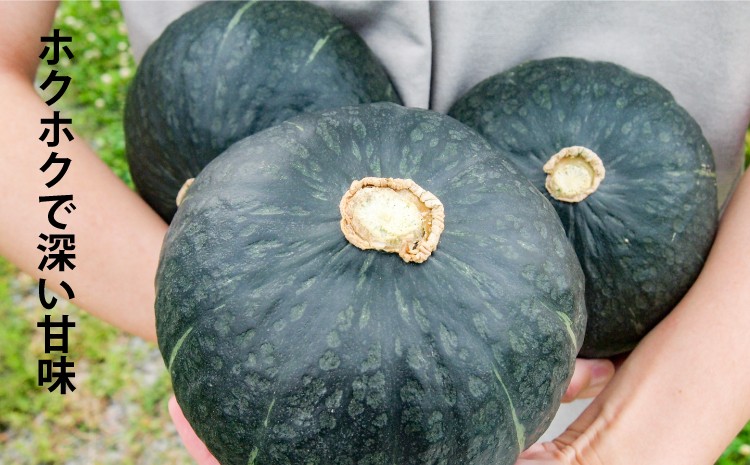 【ホクホクで深い甘味】ダークホースは栗のようなホクホク感と、深い甘味が特徴のかぼちゃ。煮物や天ぷらにおすすめです。