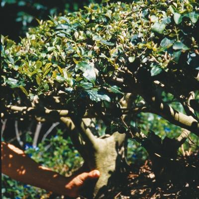 ふるさと納税 藤枝市 煎茶10本セット(有機JAS) |  | 01