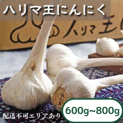 ふるさと納税 加西市 にんにく ハリマ王 600〜800g 2026年度産 兵庫県産 野菜  [No5698-0061]