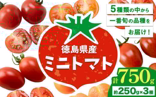 ミニトマト 750g ( 250g × 3種類 )《11月上旬-6月末頃出荷》ヴェリタス株式会社 徳島県 美馬市 青果物 野菜 とまと トマト フロランティーノ アルル アマイアリー アイコ 千恋 チコ