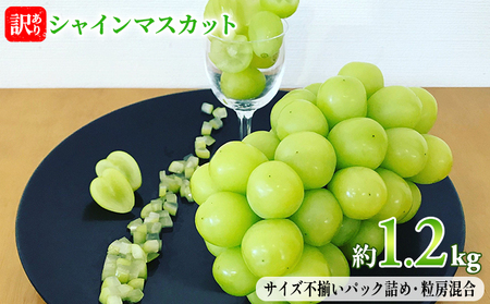 シャインマスカット 赤坂果樹園 長野県産 シャインマスカット【約1.2kg】【訳あり】