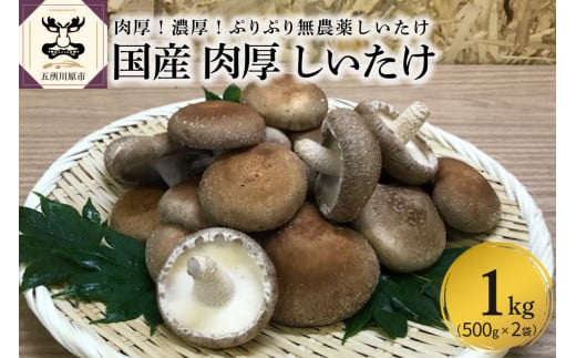 【11月より発送開始】国産 肉厚 しいたけ 1kg(500g×2袋) 無農薬 青森 新規就農者応援 【 きのこ 肉 厚 】