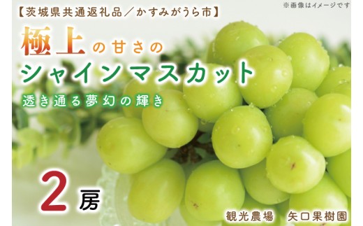 
                  【9月より順次発送】【数量限定】透き通る夢幻の輝き。極上の甘さのシャインマスカット！2房（茨城県共通返礼品／かすみがうら市）【果物 くだもの フルーツ ブドウ ぶどう 葡萄 マスカット シャインマスカット 種なし 期間限定 産地直送 茨城県 水戸市】（FW-4）
                
