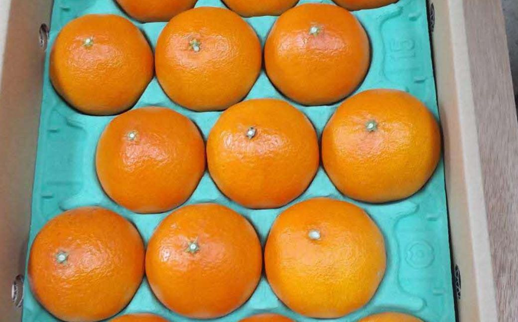 
            【先行予約】【数量限定】【優】＼農園直送／愛媛県産愛果48号 約2.5kg（2026年2月下旬より順次発送） 【 ふるさと納税 人気 おすすめ ランキング 柑橘 みかん ミカン 蜜柑 愛果48号 果物 フルーツ 産地直送 農園直送 岡市農園 愛媛県産 愛媛県 伊方町 送料無料 】IKTV012
          