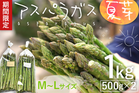 予約受付 数量限定 アスパラガス 夏芽 M~Lサイズ 1kg（500g×2） 2025年6月～8月頃 野菜福岡県 福岡 九州 グルメ お取り寄せ