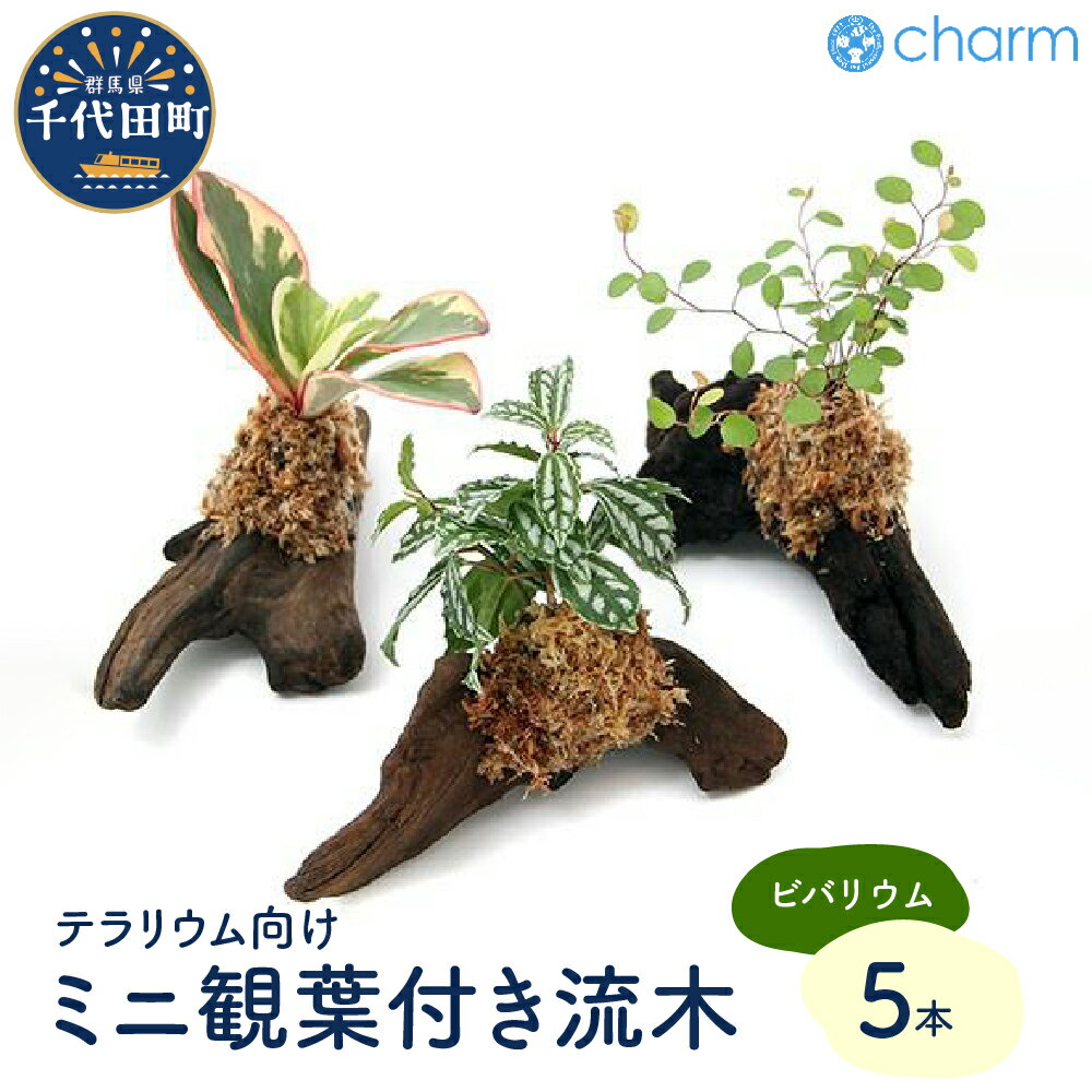 【ふるさと納税】観葉植物 テラリウム向け ミニ観葉付流木 Sサイズ 約15cm 5本 インテリア 自然 リラクゼーション 室内栽培 プレゼント ギフト 送料無料 趣味 ライフスタイル 人気 オススメ 初心者 玄関 リビング キッチン 水槽 株式会社チャーム