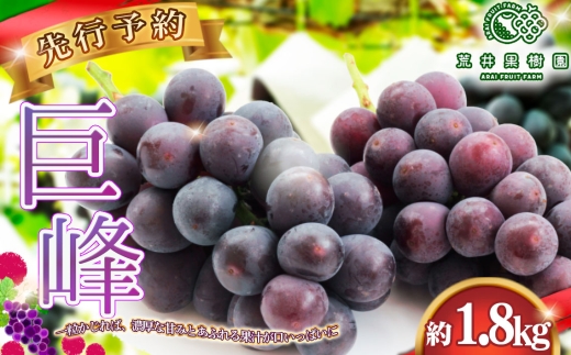 【先行予約】荒井果樹園の巨峰　約1.8kg ／ 果物 ぶどう みずみずしい コク 香り高く 皮が薄い 濃厚 甘み ご自宅用 贈り物 手土産 喜ばれる逸品 埼玉県 No.590