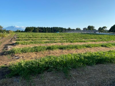 スイカ (中玉) 紅まくら1玉｜青森産 産直 2025年産 令和7年 夏 すいか 西瓜 果物 フルーツ 旬 特産 藤農園 農福連携 先行受付 [0618]