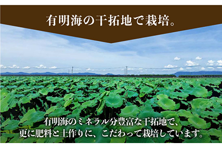 【農家直送！】洗いれんこん 約2kg（500g×4袋）山口さんちの贈り物 /新鮮なれんこんを産地直送！ れんこん 佐賀 白石れんこん 洗いれんこん 夏はシャキシャキれんこん 冬はホクホクれんこん おで