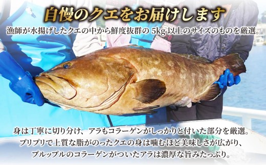 【 産地直送 】 天然 クエ鍋 3～4人前 JFSグランプリ受賞 新鮮 冷凍 鮮魚 魚介 鍋 贈答 ギフト 海鮮鍋 クエ くえ 高級 魚 よか魚 長崎県 佐世保市