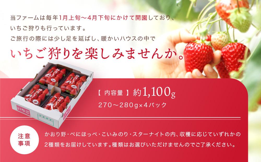 先行受付(2025年2月以降発送)農家直送！ 静岡いちご　DX　糖度13～14度　1100g 程度（270～280g×4パック）甘くて地元大人気！やみつきリピーター多数　御前崎産　数量限定