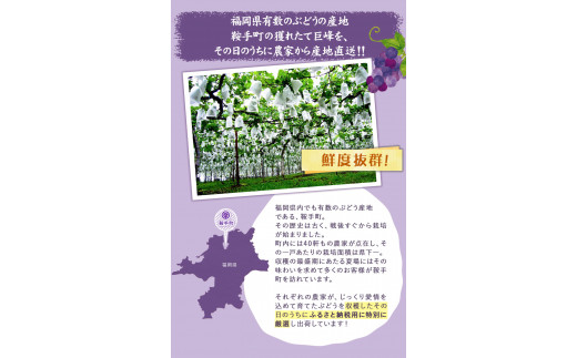 巨峰 2kg (約4〜5房)《8月中旬-9月下旬頃出荷》ぶどう