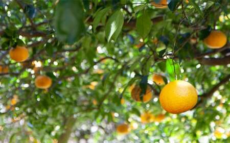 【先行予約 ５月出荷】 採りたて 甘夏 10Kg（農薬化学肥料不使用）  尾鷲市  甘夏屋 平山農園　HI-11