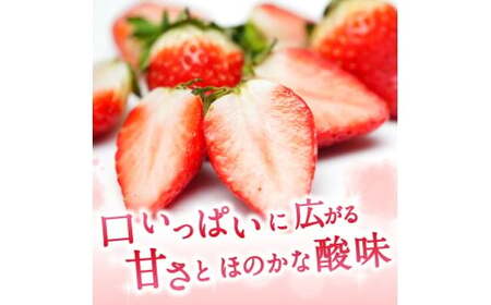 ブランド苺 新鮮 古都華 (小粒) 約500g [250g×2パック] 【2027年1月上旬～5月下旬に順次発送】／ スマイル葛城農業 ブランド いちご 苺 ことか イチゴ スイーツ フルーツ 甘い 