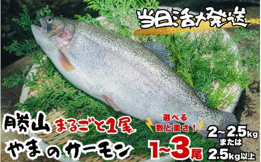 【ふるさと納税】福井県勝山市 勝山 やまのサーモン │ サーモン 鮭 さけ サケ 福井県産 魚 旬 新鮮 活〆 丸ごと 1尾 レビューキャンペーン 海鮮 魚介 ※2.5kg以上×3尾