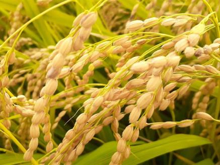 Kocomo’s きぬむすめ 白米 10kg _S128 白米 5kg×2袋