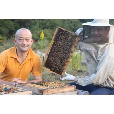 ふるさと納税 大仙市 【秋田県大仙市産】国産純粋はちみつ　『イタチハギの花』　250g×1 |  | 02