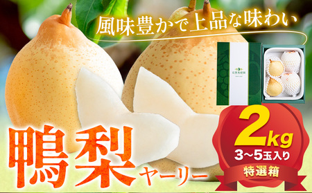 鴨梨 ヤーリー 特選箱 約2kg (3～5玉入り) 石原果樹園 《2024年11月下旬-12月中旬頃より発送予定》｜梨梨梨梨梨梨梨梨梨梨梨梨梨梨梨梨梨梨梨梨梨梨梨梨梨梨梨梨梨梨梨梨梨梨梨梨梨梨梨梨梨梨梨梨梨梨梨梨梨梨梨梨梨梨梨梨梨梨梨梨梨梨梨梨梨梨梨梨梨梨梨梨梨梨梨梨梨梨梨梨梨梨梨梨梨梨梨梨梨梨梨梨梨梨梨梨梨梨梨梨梨梨梨梨梨梨梨梨梨梨梨梨梨梨梨梨梨梨梨梨梨梨梨梨梨梨梨梨梨梨梨梨梨梨梨梨梨梨梨梨梨梨梨梨梨梨梨梨梨梨梨梨梨梨梨梨梨梨梨梨梨梨梨梨梨梨梨梨梨梨梨梨梨梨梨梨梨梨梨梨梨梨梨梨梨梨梨梨梨梨梨梨梨梨梨梨梨梨