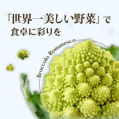 ふるさと納税 大崎町 冷凍カットロマネスコカリフラワー 400g×4袋(1.6kg) |  | 02