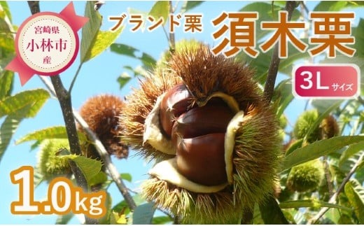 【期間・数量限定】ブランド栗「須木栗」3Lサイズ 1kg程度（生栗 マロン 栗 果物 フルーツ 限定 秋 旬）