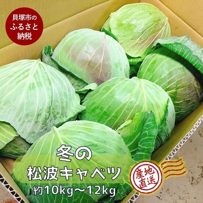 【ふるさと納税】＜先行予約＞【大阪泉州特産】冬のシャキシャキ『松波キャベツ』