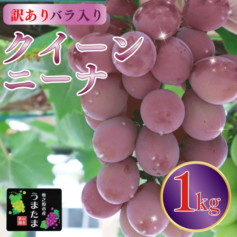 
            訳あり バラ入り クイーンニーナ 1kg ぶどう ブドウ 葡萄 フルーツ 果物 くだもの 産地直送 農家直送 国産 オススメ おすすめ 美味しい おいしい おやつ デザート アレンジ 果実 自宅用 家庭用 贈答 贈り物 ギフト プレゼント 新鮮 種なし 甘い あまい ジューシー くいーんにーな 産直 直送 種無し 採れたて たねなし 贈答用 贅沢 グレープ かじつ 山本農園 静岡県 牧之原市
          