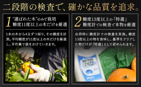 袋掛けみかん 夢味 ときめき 贈答用 熊本県産 約3kg (大or中) 柑橘《2027年1月中旬-2月中旬頃出荷》 みかん フルーツ 果物 3kg 苓北町産 熊本県 苓北町