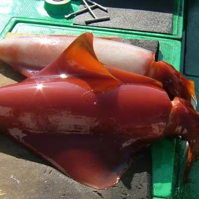 ふるさと納税 伊平屋村 もちっと食感 セーイカ 1kg(2〜3柵) |  | 02