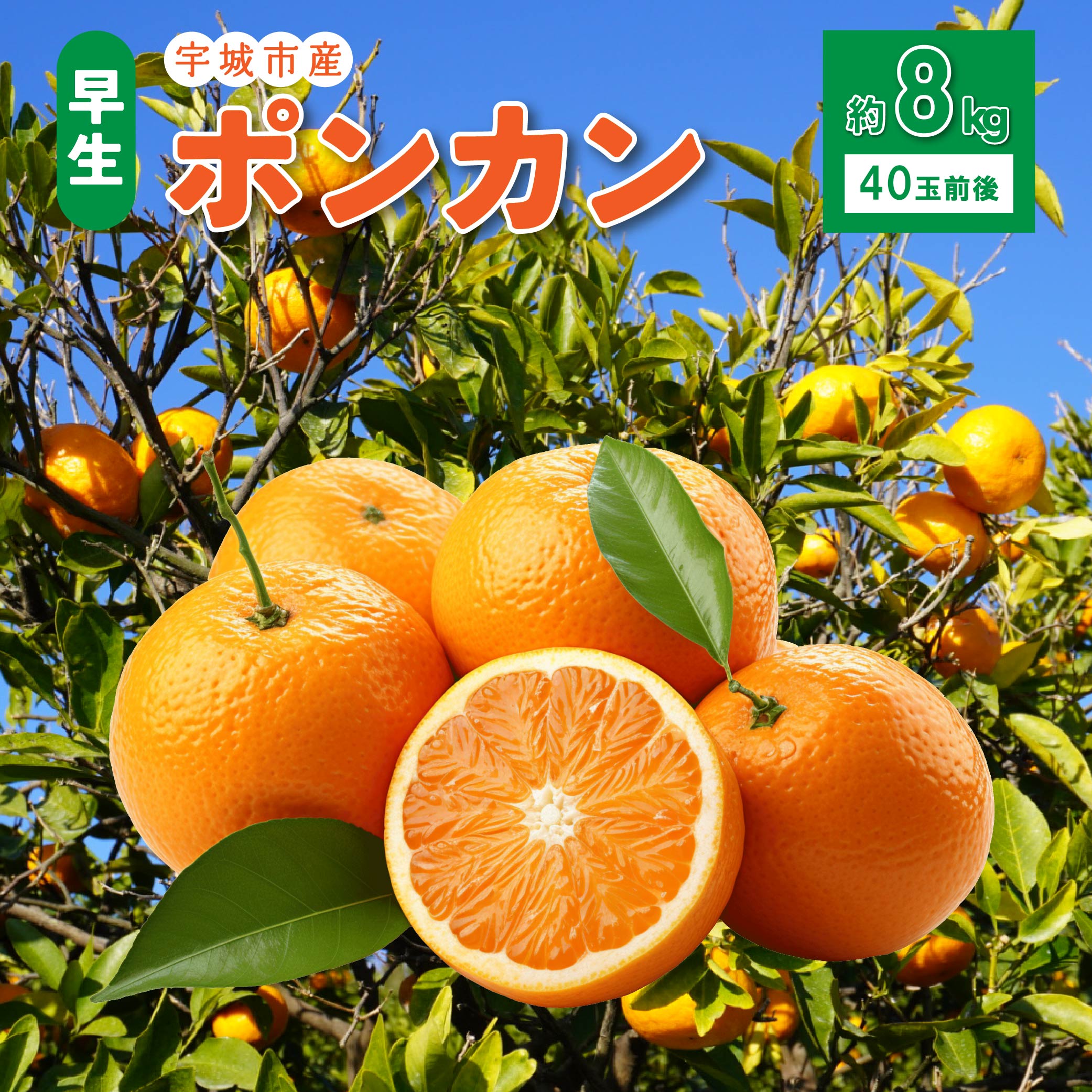 【ふるさと納税】先行予約 宇城市産 早生 ポンカン 約8kg (40玉前後)【2026年12月上旬〜12月下旬頃順次発送予定】ぽんかん フルーツ 果物 くだもの 熊本県産 九州産 国産 送料無料 ひでみかん
