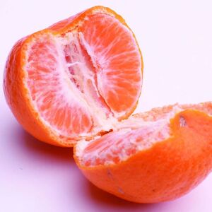 ＜先行予約＞厳選ポンカン2.5kg+250g（傷み補償分）＜１月より発送＞ 光センサー選別 / みかん 果物 くだもの フルーツ 【ikd188A】