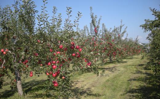 ＜2025年9月下旬～10月中旬頃までのお届け＞北海道壮瞥町　りんご　品種名「サンつがる」14~18玉約5kg SBTF010