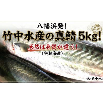 ふるさと納税 八幡浜市 竹中水産の真鯖5キロ!【F22-241】
