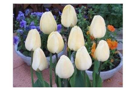  【期間限定】チューリップ球根（特大球） 100球入 新潟県花卉球根農業協同組合