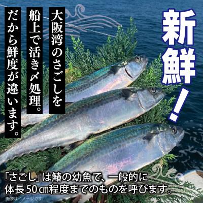 ふるさと納税 泉佐野市 さごし フィレ 1kg以上 小分け 切り身 個包装 4〜8パック 099H3890 |  | 01
