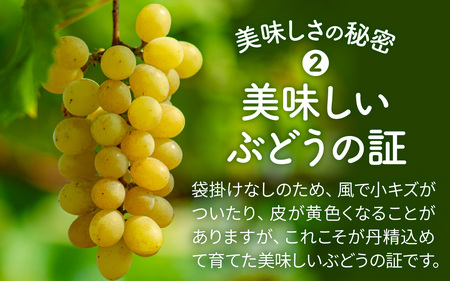 【先行予約 令和8年産】「シャインマスカット」400g×1房 石川県かほく市産【2026年8月下旬より順次発送予定】| 果物 ぶどう 