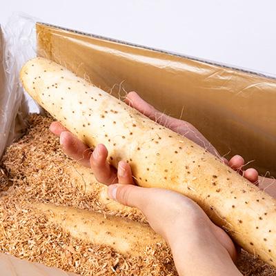 ふるさと納税 五戸町 【青森県五戸町特産】長芋　5kg |  | 01