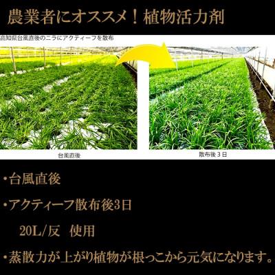 ふるさと納税 須崎市 肥料の吸収が良くなる!アクティーフ20L |  | 03