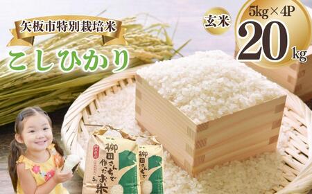 矢板市特別栽培米 こしひかり 玄米 5kg×4P | お米 米 こめ 白米 玄米 にじのきらめき コシヒカリ こしひかり 美味しい お弁当 選べる エコ スマート 環境 手間暇 土づくり  ふるさと 納税 栃木県 矢板市