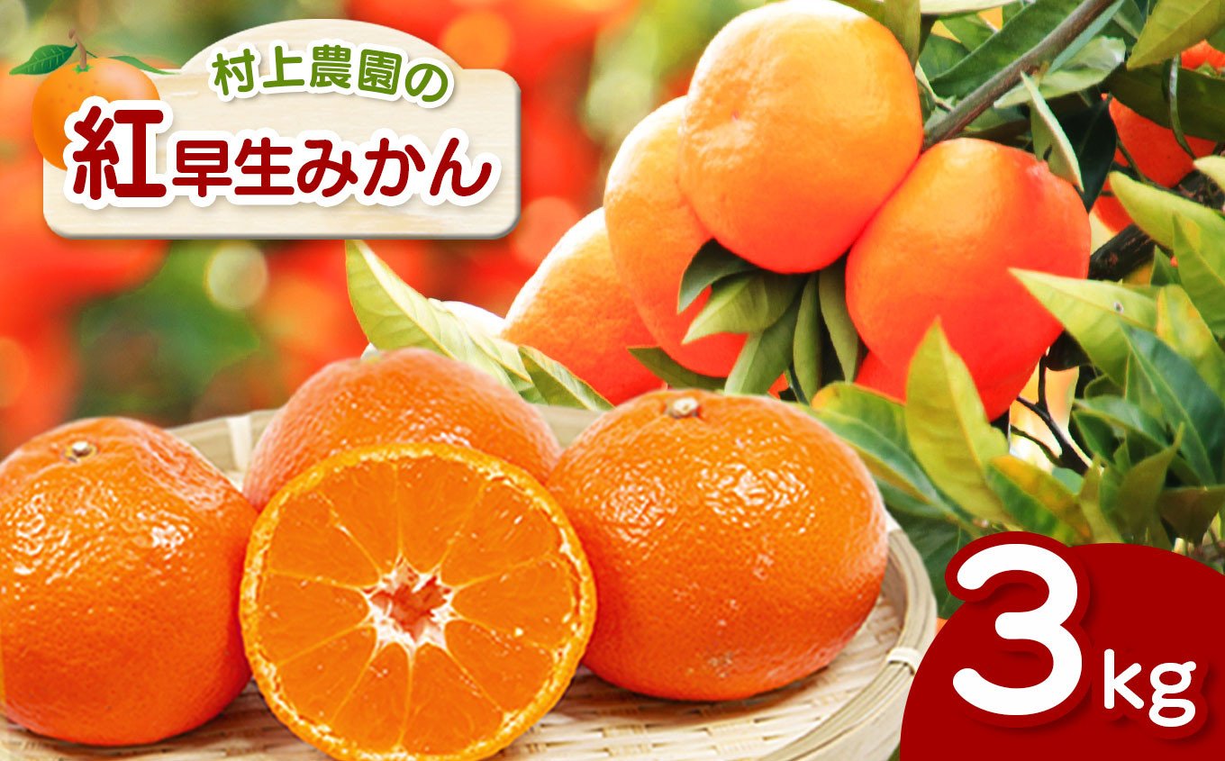 
            『 村上農園 』 紅早生みかん 3kg | フルーツ 果物 柑橘 柑橘類 早生 天水 温州 ミカン みかん 熊本県 玉名市
          