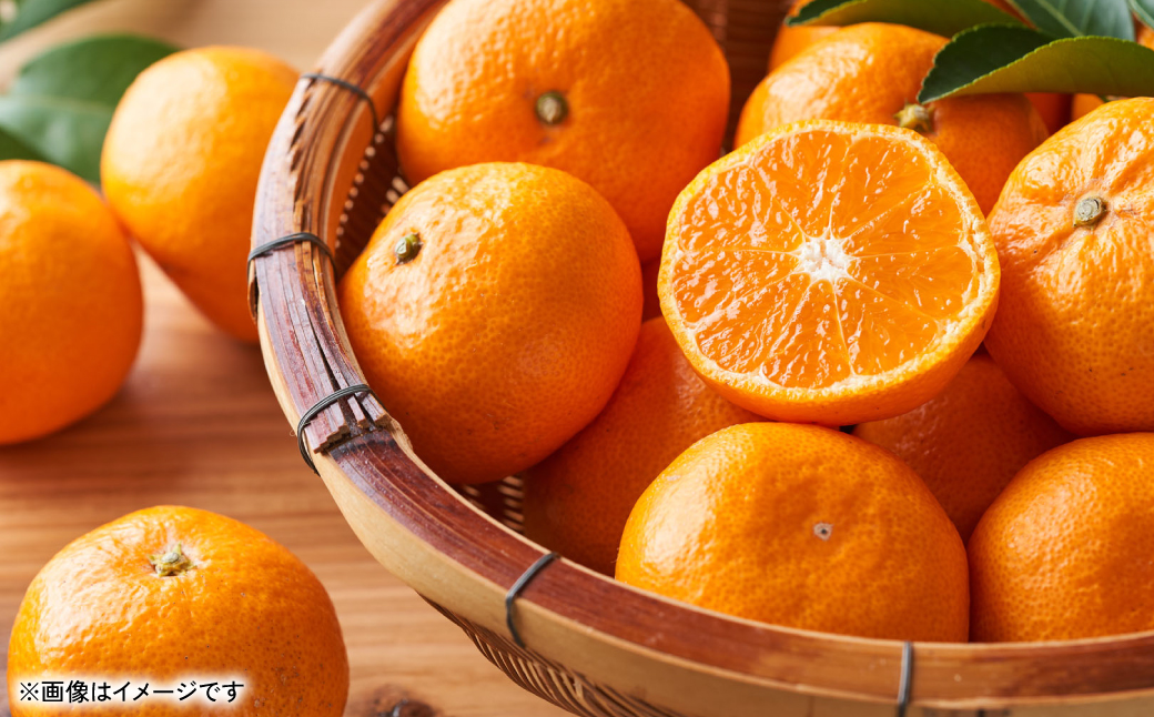 旬のみかん 2S～2Lサイズ 約10kg ミカン 柑橘 果物 フルーツ 旬 デザート