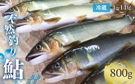 【生鮎解禁】四万十川上流の天然釣り鮎 800g（冷蔵4～14尾）着日指定不可 あゆ アユ 塩焼き 鮎  Esj-31k