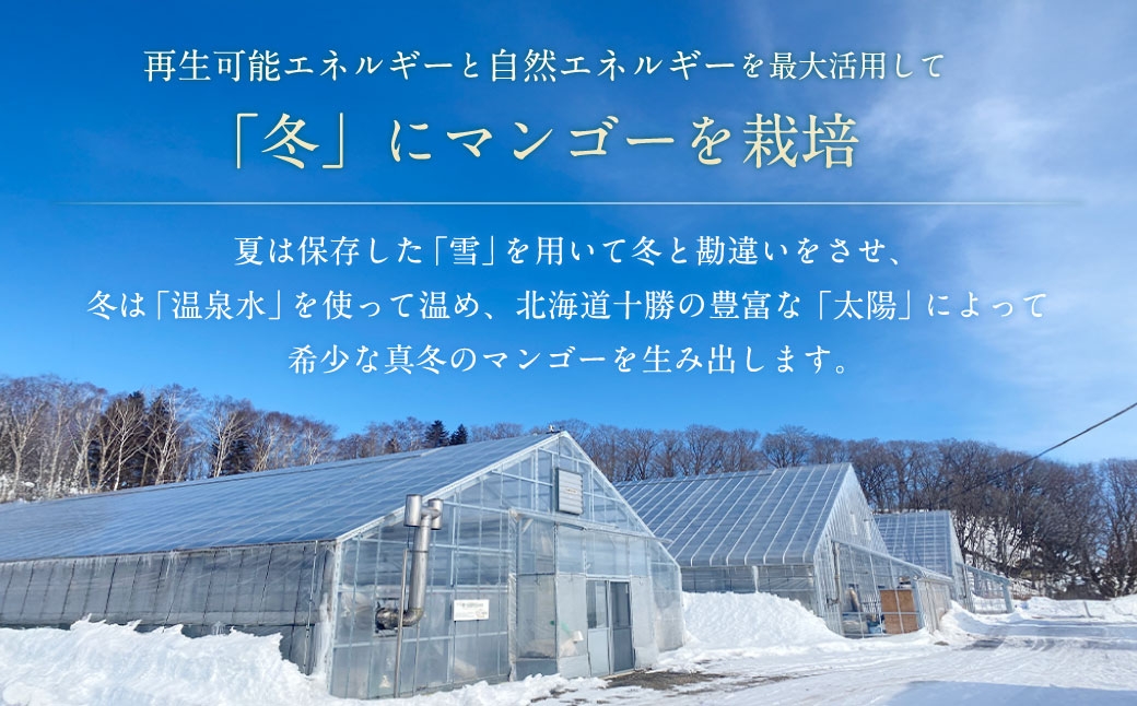 おとふけ産マンゴー「白銀の太陽」Mサイズ×1玉