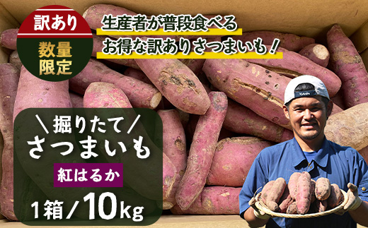 【訳あり！】【先行予約：9月中旬配送～】掘りたて さつまいも 紅はるか 10kg (自宅で簡単レシピ付き）FR-208 | 秋の味覚 2026年秋収穫 サイズランダム 家庭用 新物 さつまいも サツマ