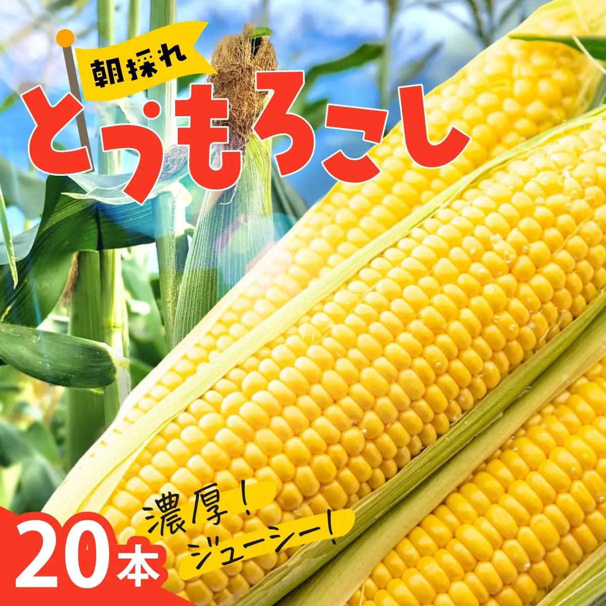 とうもろこし トウモロコシ 20本 朝採れトウモロコシ